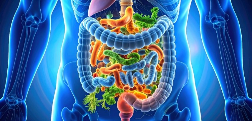 Microbiota intestinal Microbiota intestinal: a chave para uma saúde equilibrada